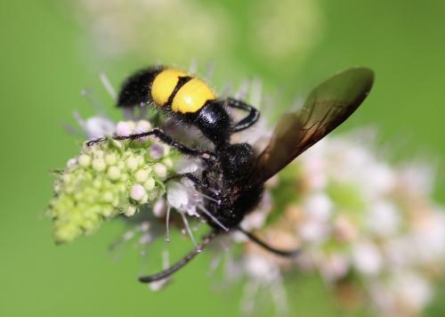 Réf. 214 045 : Scolia hirta hirta